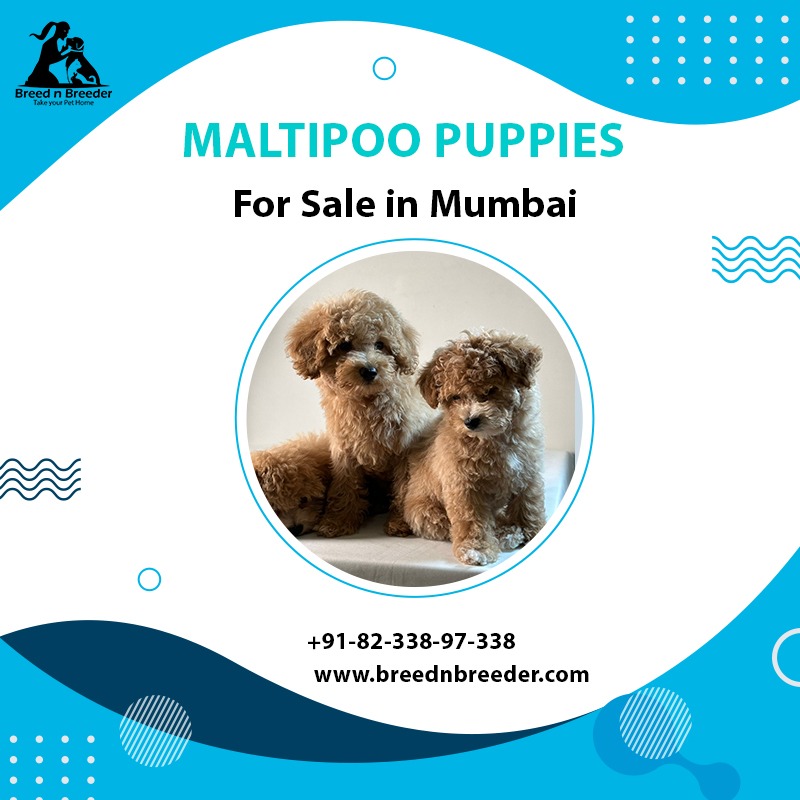 Maltipoo in Mumbai - Breed n Breeder